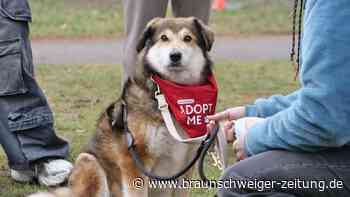 Hund sucht Herrchen: Dating mit Tierschutzhunden im Braunschweiger Prinzenpark