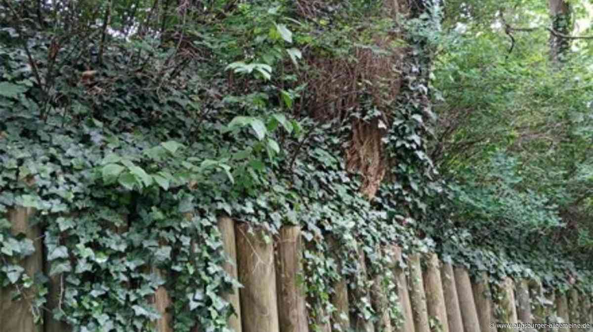 Stadt Augsburg fällt in den Wallanlagen elf Bäume – es steht eine Umgestaltung an