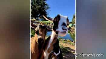 WATCH:  Runaway goat finds love, forever home