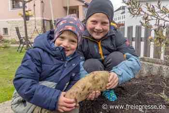 Erzgebirger ernten Riesenkartoffel im Minibeet
