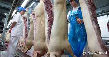 Honderden geslachte varkens per uur en ziekteverzuim tot 30 procent: keurmeesters bij Vion onder hoge druk