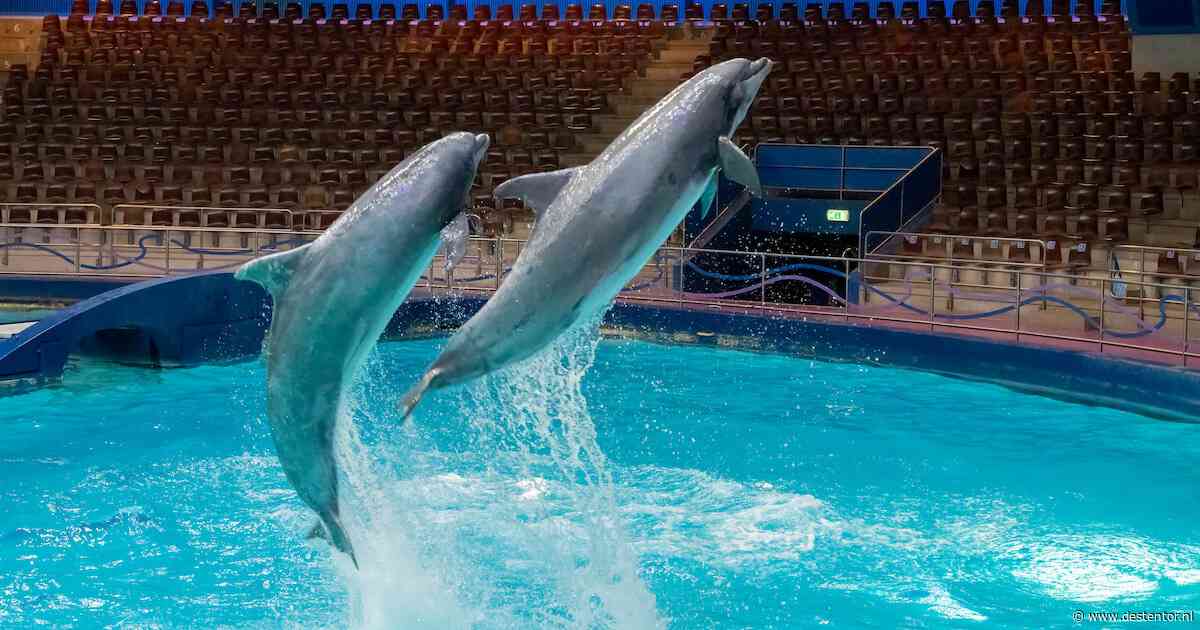 Kabinet wil Dolfinarium zónder dolfijnen, toch kan dat nog tientallen jaren duren