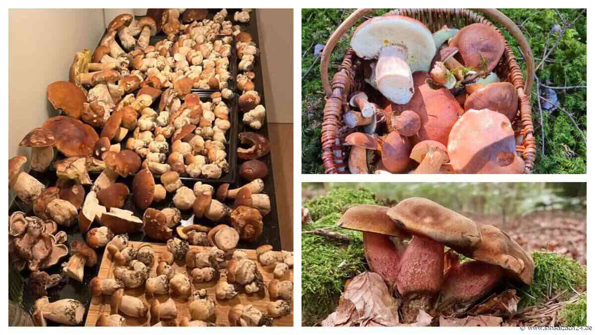 In Bayerns Wäldern sprießen jetzt die Pilze – beeindruckende Fotos aus der Region