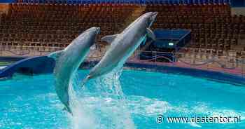 Kabinet wil Dolfinarium zonder dolfijnen: deze 22 dieren zijn de laatste generatie