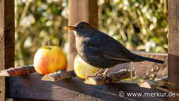 Amseln und Rotkehlchen lieben dieses Obst – warum Sie es jetzt unbedingt im Garten liegen lassen sollten