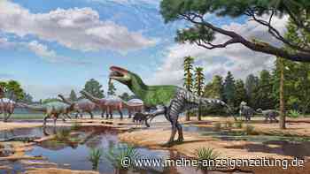 Winziger Verwandter des T-Rex entdeckt: Fossil lag ein Jahrhundert lang in einer Schublade