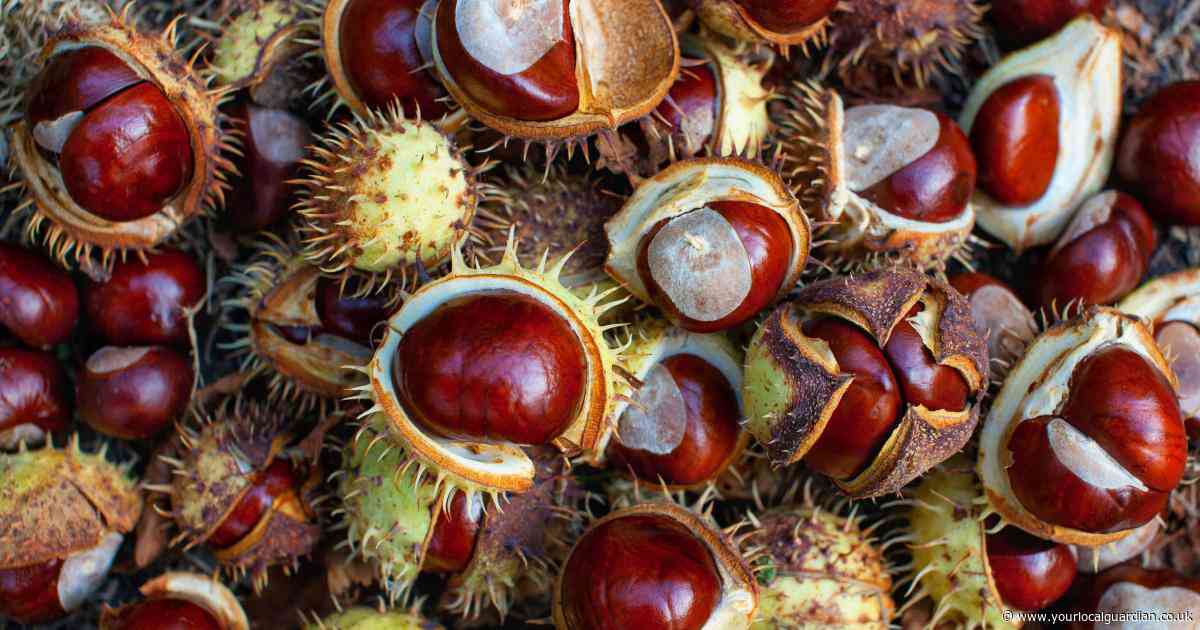 Great British Bake Off winner reveals surprise use for conkers