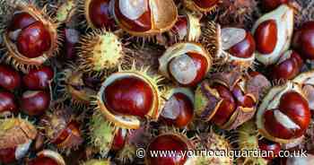 Great British Bake Off winner reveals surprise use for conkers