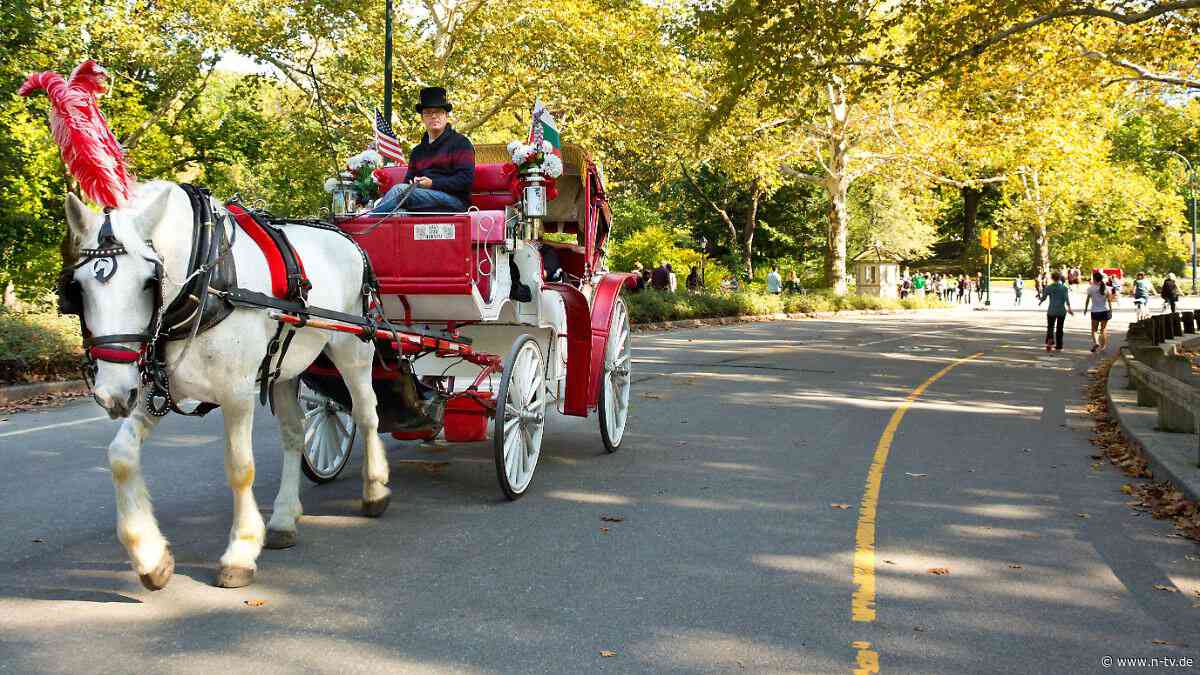 Mamdani forciert Verbot: Pferdekutschen im New Yorker Central Park stehen vor dem Aus