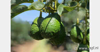 Tanzaniaanse avocado-exporteurs zetten in op India en China als nieuwe markten