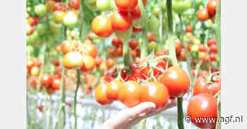 Tomatenprijs stijgt in september na recordzomer
