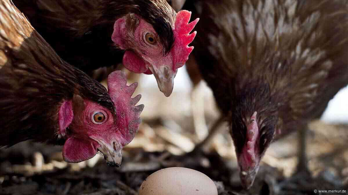 Kalzium, Protein, Pellets: Geflügelexpertin erklärt, worauf es beim Legehühner-Futter wirklich ankommt