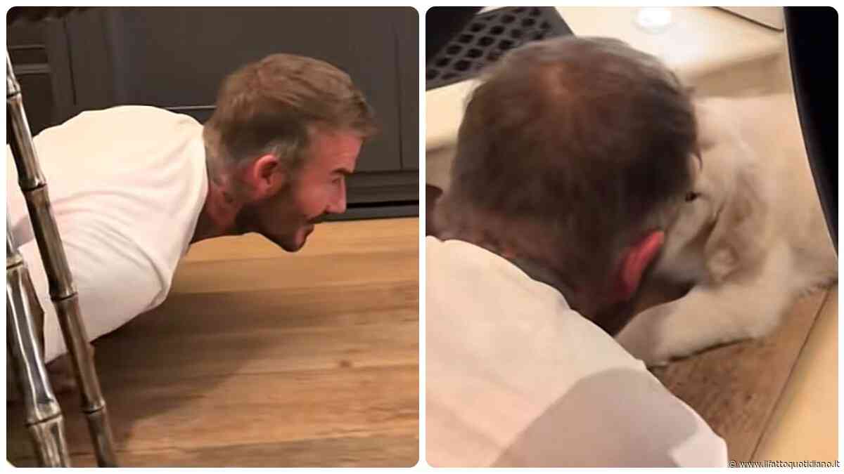 “Tuo padre con il cane che ti ha detto di non prendere”: David Beckham “innamorato” del golden retriever di suo figlio Cruz – VIDEO