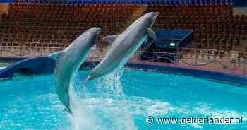 Kabinet wil Dolfinarium zonder dolfijnen en fokverbod: deze 22 dieren zijn laatste generatie