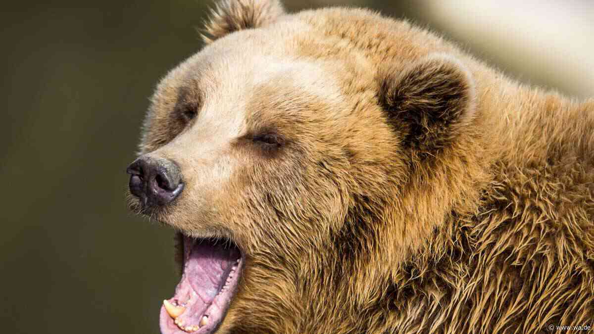 KI-Bärenbild löst Panik in russischer Kleinstadt aus – Frau muss Geldstrafe zahlen