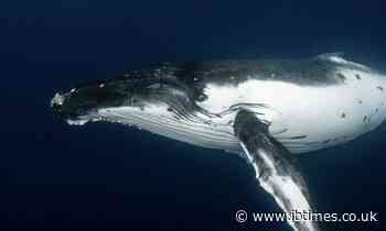 Viral Video of Giant Whale Smashing Into a Fishing Boat Prompts Wide Array of Reactions From Viewers