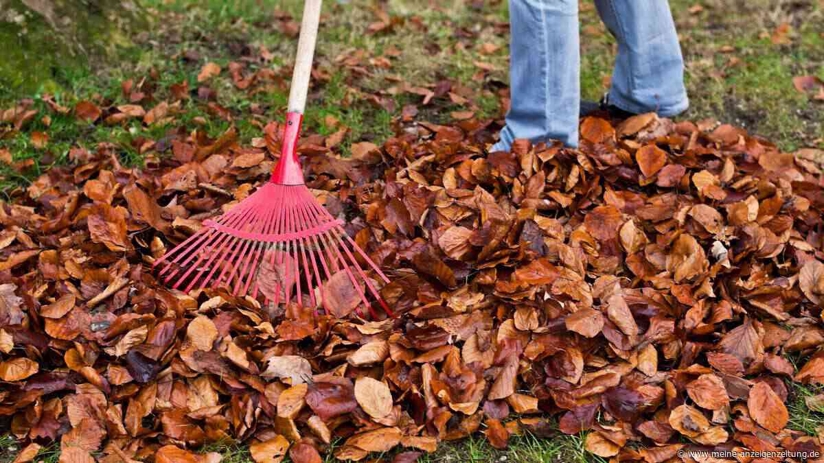 Den Garten winterfest machen: Sieben Arbeiten, die im Oktober anfallen