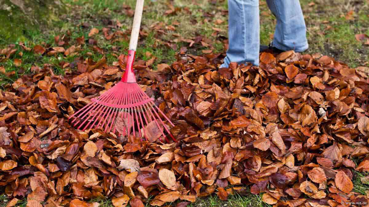 Den Garten winterfest machen: Sieben Arbeiten, die im Oktober anfallen