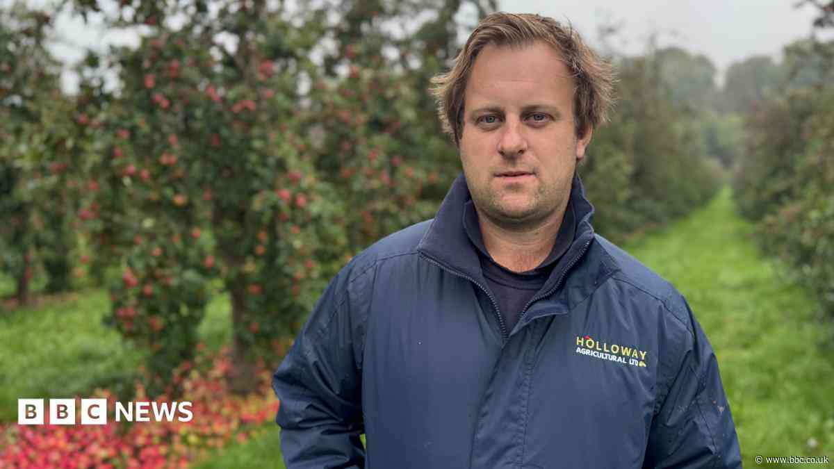 Smaller apples could mean more expensive cider