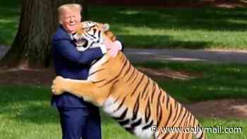 'Tasteless' Trump sparks outrage with AI video parodying Yorkshire zoo tiger attack that shows president wrestling and taming the beast