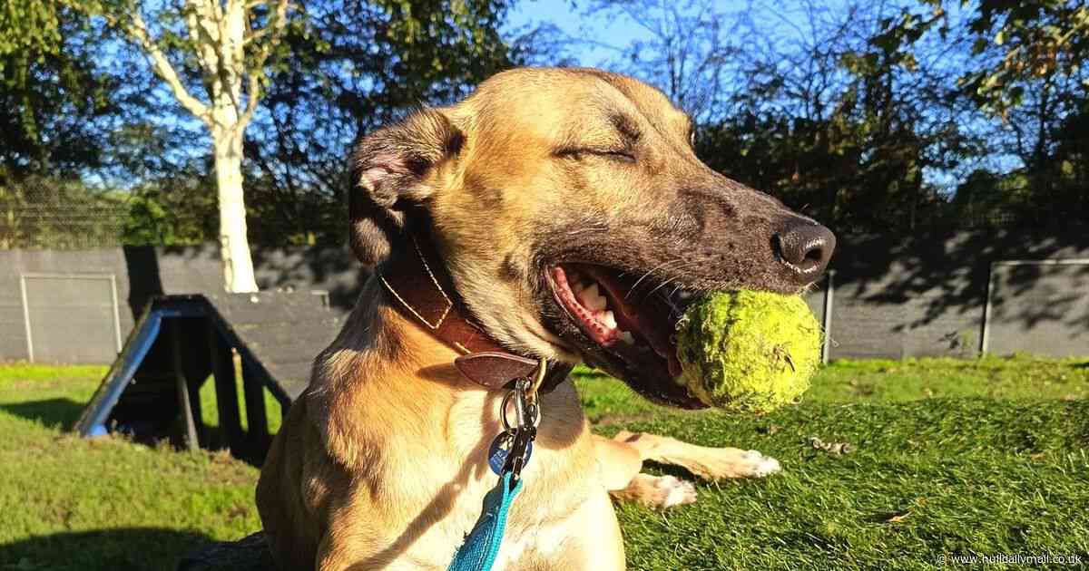 Meet Jasper - the young lurcher in need of his forever home