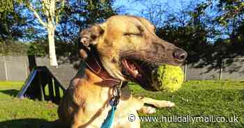 Meet Jasper - the young lurcher in need of his forever home