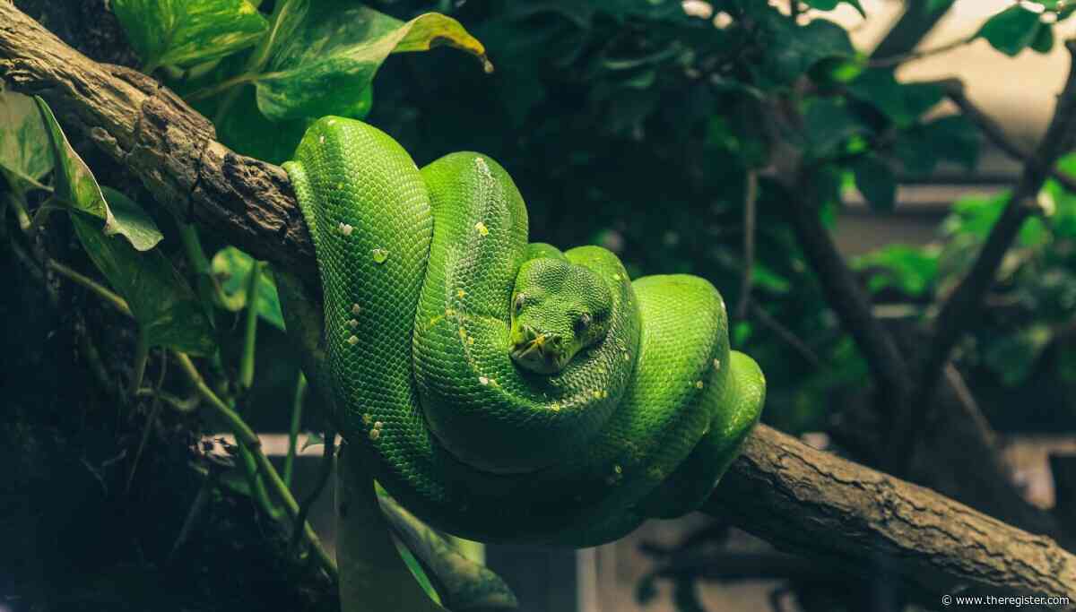 Python 3.15 goes global with UTF-8 support