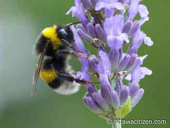In the garden: When a bee lies sleeping … 