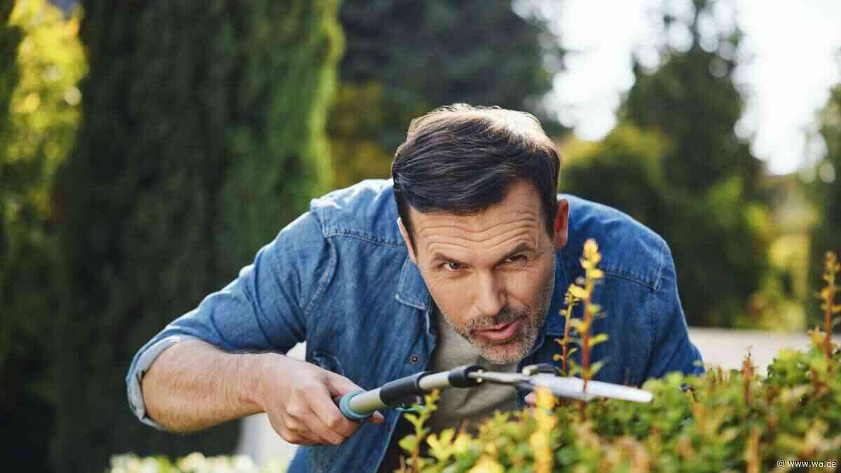 Gehölzschnitt im Oktober: Drei Gartenpflanzen sollten Sie jetzt noch schnell schneiden