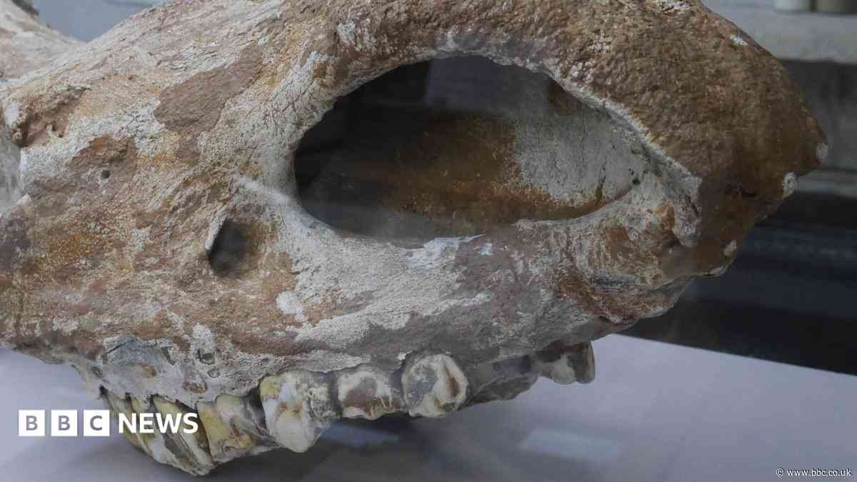 'Icon of the ice age' skull shows 'incredible' items still lurking in caves