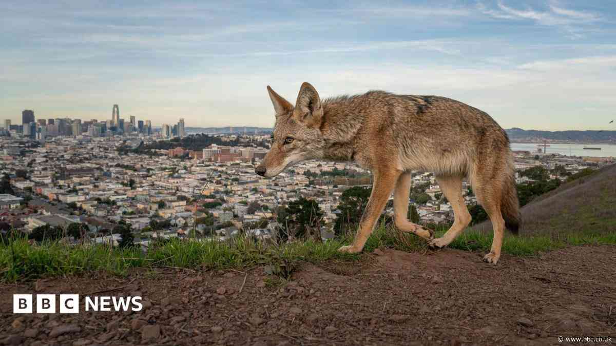 Pictured: Winning entries for Wildlife Photographer of the Year 2026
