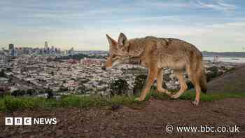 Pictured: Winning entries for Wildlife Photographer of the Year 2026