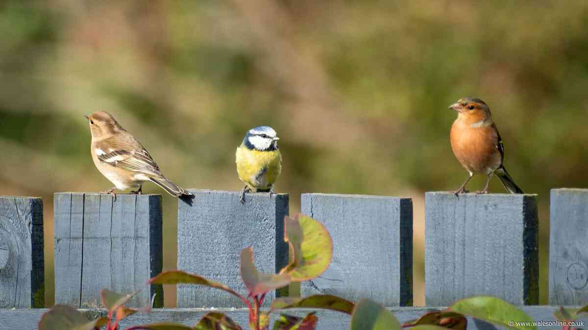 Britons warned not to feed birds peanuts and seeds until November
