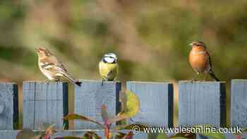 Britons warned not to feed birds peanuts and seeds until November