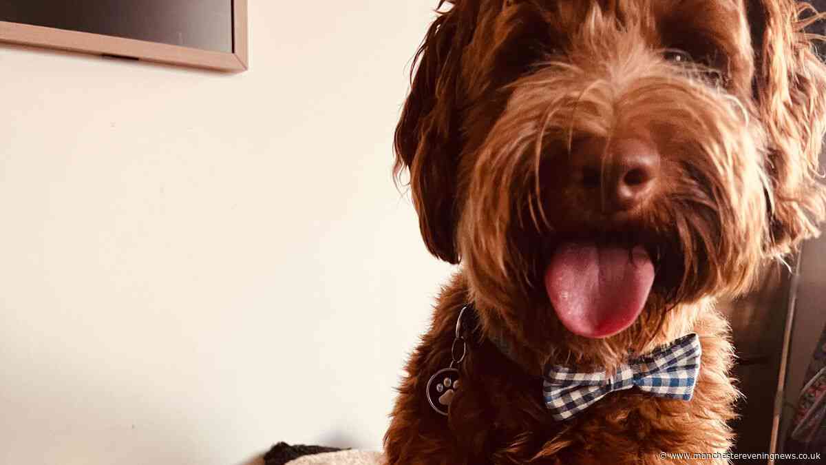 Dog faces £8k surgery after it's 'bitten by exotic snake' in Manchester park