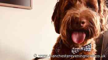 Dog faces £8k surgery after it's 'bitten by exotic snake' in Manchester park