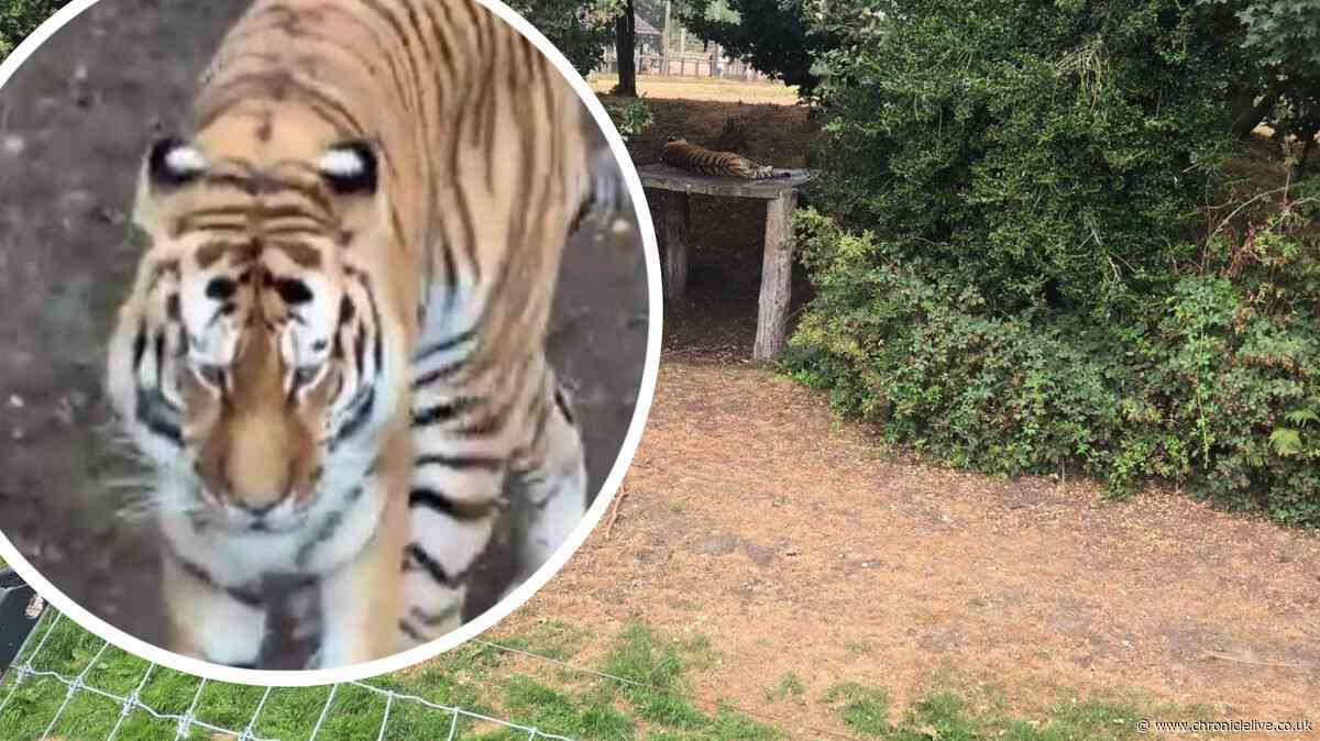 I walked past the tiger's fence at Yorkshire Wildlife Park before tragedy - one thing baffles me