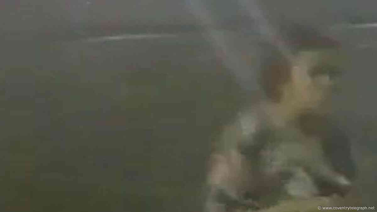 Mobile phone stolen in Coventry city centre as police launch CCTV appeal