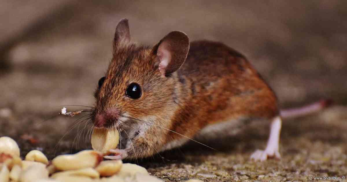 Hoe gevaarlijk is het als een muis over je eten loopt? NVWA gaat na virale beelden langs bij Dunkin’ in Eindhoven