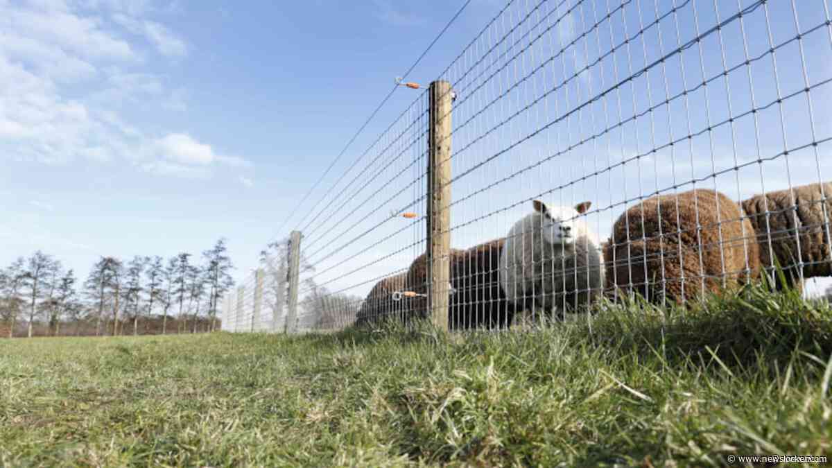 Utrecht stelt als eerste provincie raster verplicht voor vergoeding wolvenschade