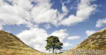 Second man jailed over Sycamore Gap tree felling released on licence