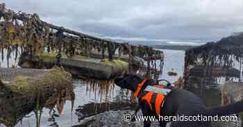 Scottish dog honoured for breakthrough discovery in sniffing out invasive ‘sea vomit’