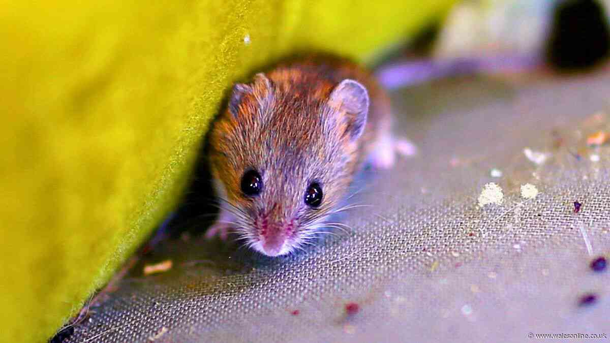 Mice and rats will stop sneaking into homes with 1 cheap everyday item
