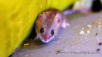 Mice and rats will stop sneaking into homes with 1 cheap everyday item