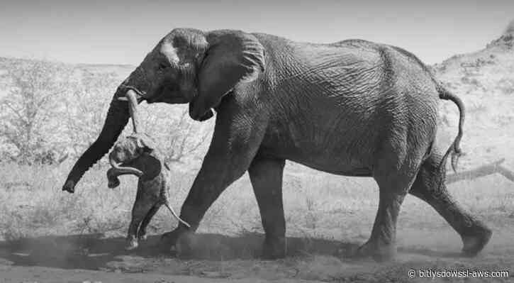 Las emotivas fotos de la elefanta que no podía superar la muerte de su cría y lo que revelan sobre el duelo animal