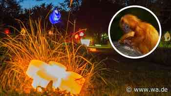 Niederländischer Park wird zum Lichterspektakel – außerdem wohnen dort Affen