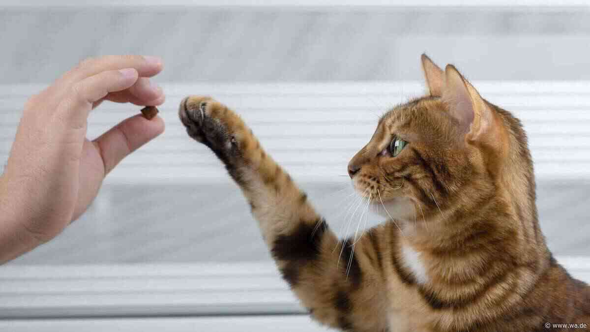 Mit dem Leckerli-Test erfahren Sie, wie Ihre Katze wirklich tickt
