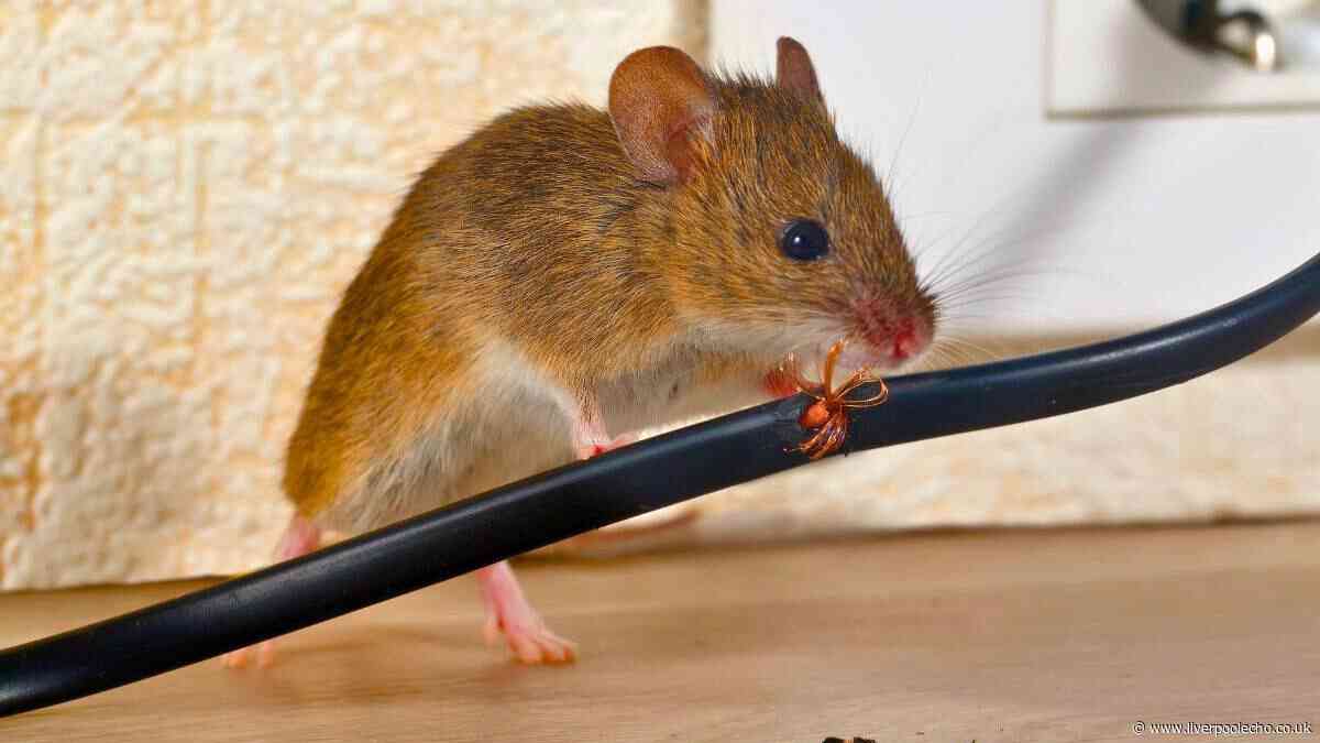 Rats and mice will stay away for good if you place 1 everyday item around your home