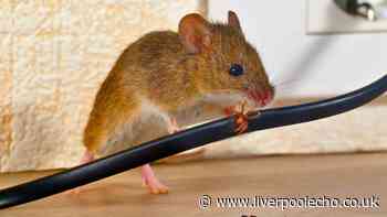 Rats and mice will stay away for good if you place 1 everyday item around your home