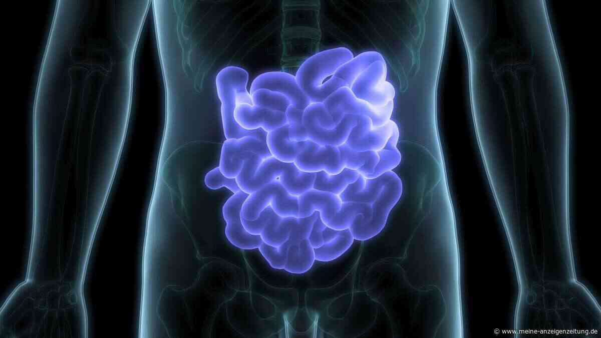 „Leaky Gut“ in den Wechseljahren: Was schon Jahre vorher im Darm passiert